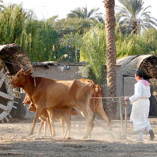 travel-egypt-tours-Giza-Pharaonic-Villagse
